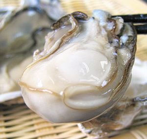 kaki1.jpg